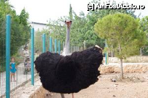 [P28] Gradina zoologica din Paphos » foto by cdiana
 - 
<span class="allrVoted glyphicon glyphicon-heart hidden" id="av434253"></span>
<a class="m-l-10 hidden" id="sv434253" onclick="voting_Foto_DelVot(,434253,8732)" role="button">șterge vot <span class="glyphicon glyphicon-remove"></span></a>
<a id="v9434253" class=" c-red"  onclick="voting_Foto_SetVot(434253)" role="button"><span class="glyphicon glyphicon-heart-empty"></span> <b>LIKE</b> = Votează poza</a> <img class="hidden"  id="f434253W9" src="/imagini/loader.gif" border="0" /><span class="AjErrMes hidden" id="e434253ErM"></span>
