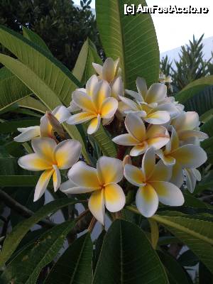 [P02] Plumeria -  florile ale carui parfum ne-a invaluit vacanta » foto by inelma
 - 
<span class="allrVoted glyphicon glyphicon-heart hidden" id="av481754"></span>
<a class="m-l-10 hidden" id="sv481754" onclick="voting_Foto_DelVot(,481754,8767)" role="button">șterge vot <span class="glyphicon glyphicon-remove"></span></a>
<a id="v9481754" class=" c-red"  onclick="voting_Foto_SetVot(481754)" role="button"><span class="glyphicon glyphicon-heart-empty"></span> <b>LIKE</b> = Votează poza</a> <img class="hidden"  id="f481754W9" src="/imagini/loader.gif" border="0" /><span class="AjErrMes hidden" id="e481754ErM"></span>