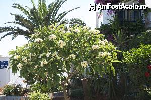 [P03] Plumeria - arbustul pe care mi l-as dori in gradina » foto by inelma
 - 
<span class="allrVoted glyphicon glyphicon-heart hidden" id="av481755"></span>
<a class="m-l-10 hidden" id="sv481755" onclick="voting_Foto_DelVot(,481755,8767)" role="button">șterge vot <span class="glyphicon glyphicon-remove"></span></a>
<a id="v9481755" class=" c-red"  onclick="voting_Foto_SetVot(481755)" role="button"><span class="glyphicon glyphicon-heart-empty"></span> <b>LIKE</b> = Votează poza</a> <img class="hidden"  id="f481755W9" src="/imagini/loader.gif" border="0" /><span class="AjErrMes hidden" id="e481755ErM"></span>