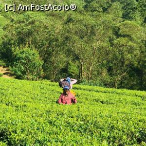 [P08] Plantatie ceai - Sri Lanka » foto by floredana
 - 
<span class="allrVoted glyphicon glyphicon-heart hidden" id="av1046413"></span>
<a class="m-l-10 hidden" id="sv1046413" onclick="voting_Foto_DelVot(,1046413,8783)" role="button">șterge vot <span class="glyphicon glyphicon-remove"></span></a>
<a id="v91046413" class=" c-red"  onclick="voting_Foto_SetVot(1046413)" role="button"><span class="glyphicon glyphicon-heart-empty"></span> <b>LIKE</b> = Votează poza</a> <img class="hidden"  id="f1046413W9" src="/imagini/loader.gif" border="0" /><span class="AjErrMes hidden" id="e1046413ErM"></span>