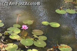 [P01] superbele flori de lotus » foto by robert
 - 
<span class="allrVoted glyphicon glyphicon-heart hidden" id="av900268"></span>
<a class="m-l-10 hidden" id="sv900268" onclick="voting_Foto_DelVot(,900268,8783)" role="button">șterge vot <span class="glyphicon glyphicon-remove"></span></a>
<a id="v9900268" class=" c-red"  onclick="voting_Foto_SetVot(900268)" role="button"><span class="glyphicon glyphicon-heart-empty"></span> <b>LIKE</b> = Votează poza</a> <img class="hidden"  id="f900268W9" src="/imagini/loader.gif" border="0" /><span class="AjErrMes hidden" id="e900268ErM"></span>
