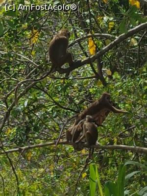 [P16] aici am intalnit si o familie de macaci » foto by robert
 - 
<span class="allrVoted glyphicon glyphicon-heart hidden" id="av900286"></span>
<a class="m-l-10 hidden" id="sv900286" onclick="voting_Foto_DelVot(,900286,8783)" role="button">șterge vot <span class="glyphicon glyphicon-remove"></span></a>
<a id="v9900286" class=" c-red"  onclick="voting_Foto_SetVot(900286)" role="button"><span class="glyphicon glyphicon-heart-empty"></span> <b>LIKE</b> = Votează poza</a> <img class="hidden"  id="f900286W9" src="/imagini/loader.gif" border="0" /><span class="AjErrMes hidden" id="e900286ErM"></span>