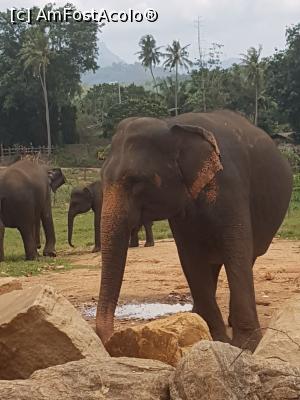 [P10] Pinnawala Elephant Orphanage » foto by robert
 - 
<span class="allrVoted glyphicon glyphicon-heart hidden" id="av901624"></span>
<a class="m-l-10 hidden" id="sv901624" onclick="voting_Foto_DelVot(,901624,8783)" role="button">șterge vot <span class="glyphicon glyphicon-remove"></span></a>
<a id="v9901624" class=" c-red"  onclick="voting_Foto_SetVot(901624)" role="button"><span class="glyphicon glyphicon-heart-empty"></span> <b>LIKE</b> = Votează poza</a> <img class="hidden"  id="f901624W9" src="/imagini/loader.gif" border="0" /><span class="AjErrMes hidden" id="e901624ErM"></span>