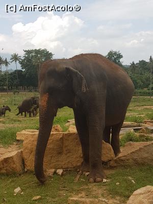 [P11] Pinnawala Elephant Orphanage » foto by robert
 - 
<span class="allrVoted glyphicon glyphicon-heart hidden" id="av901625"></span>
<a class="m-l-10 hidden" id="sv901625" onclick="voting_Foto_DelVot(,901625,8783)" role="button">șterge vot <span class="glyphicon glyphicon-remove"></span></a>
<a id="v9901625" class=" c-red"  onclick="voting_Foto_SetVot(901625)" role="button"><span class="glyphicon glyphicon-heart-empty"></span> <b>LIKE</b> = Votează poza</a> <img class="hidden"  id="f901625W9" src="/imagini/loader.gif" border="0" /><span class="AjErrMes hidden" id="e901625ErM"></span>