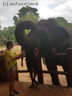 [P17] Pinnawala Elephant Orphanage » foto by robert
 - 
<span class="allrVoted glyphicon glyphicon-heart hidden" id="av901631"></span>
<a class="m-l-10 hidden" id="sv901631" onclick="voting_Foto_DelVot(,901631,8783)" role="button">șterge vot <span class="glyphicon glyphicon-remove"></span></a>
<a id="v9901631" class=" c-red"  onclick="voting_Foto_SetVot(901631)" role="button"><span class="glyphicon glyphicon-heart-empty"></span> <b>LIKE</b> = Votează poza</a> <img class="hidden"  id="f901631W9" src="/imagini/loader.gif" border="0" /><span class="AjErrMes hidden" id="e901631ErM"></span>