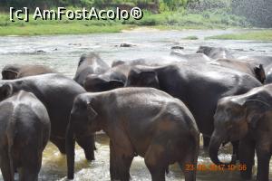 [P29] Pinnawala Elephant Orphanage » foto by robert
 - 
<span class="allrVoted glyphicon glyphicon-heart hidden" id="av901643"></span>
<a class="m-l-10 hidden" id="sv901643" onclick="voting_Foto_DelVot(,901643,8783)" role="button">șterge vot <span class="glyphicon glyphicon-remove"></span></a>
<a id="v9901643" class=" c-red"  onclick="voting_Foto_SetVot(901643)" role="button"><span class="glyphicon glyphicon-heart-empty"></span> <b>LIKE</b> = Votează poza</a> <img class="hidden"  id="f901643W9" src="/imagini/loader.gif" border="0" /><span class="AjErrMes hidden" id="e901643ErM"></span>