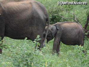 [P12] Parcul National Udawalawe » foto by corina pavel
 - 
<span class="allrVoted glyphicon glyphicon-heart hidden" id="av588698"></span>
<a class="m-l-10 hidden" id="sv588698" onclick="voting_Foto_DelVot(,588698,8783)" role="button">șterge vot <span class="glyphicon glyphicon-remove"></span></a>
<a id="v9588698" class=" c-red"  onclick="voting_Foto_SetVot(588698)" role="button"><span class="glyphicon glyphicon-heart-empty"></span> <b>LIKE</b> = Votează poza</a> <img class="hidden"  id="f588698W9" src="/imagini/loader.gif" border="0" /><span class="AjErrMes hidden" id="e588698ErM"></span>
