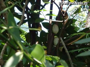 [P14] Arbore de cacao » foto by corina pavel
 - 
<span class="allrVoted glyphicon glyphicon-heart hidden" id="av588701"></span>
<a class="m-l-10 hidden" id="sv588701" onclick="voting_Foto_DelVot(,588701,8783)" role="button">șterge vot <span class="glyphicon glyphicon-remove"></span></a>
<a id="v9588701" class=" c-red"  onclick="voting_Foto_SetVot(588701)" role="button"><span class="glyphicon glyphicon-heart-empty"></span> <b>LIKE</b> = Votează poza</a> <img class="hidden"  id="f588701W9" src="/imagini/loader.gif" border="0" /><span class="AjErrMes hidden" id="e588701ErM"></span>