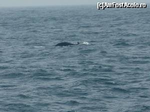 [P42] Whale watching » foto by corina pavel
 - 
<span class="allrVoted glyphicon glyphicon-heart hidden" id="av588745"></span>
<a class="m-l-10 hidden" id="sv588745" onclick="voting_Foto_DelVot(,588745,8783)" role="button">șterge vot <span class="glyphicon glyphicon-remove"></span></a>
<a id="v9588745" class=" c-red"  onclick="voting_Foto_SetVot(588745)" role="button"><span class="glyphicon glyphicon-heart-empty"></span> <b>LIKE</b> = Votează poza</a> <img class="hidden"  id="f588745W9" src="/imagini/loader.gif" border="0" /><span class="AjErrMes hidden" id="e588745ErM"></span>