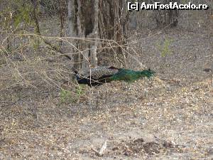 [P19] Yala National Park-paun, insa paunii in Sri Lanca sunt peste tot.  » foto by nela b
 - 
<span class="allrVoted glyphicon glyphicon-heart hidden" id="av525678"></span>
<a class="m-l-10 hidden" id="sv525678" onclick="voting_Foto_DelVot(,525678,8783)" role="button">șterge vot <span class="glyphicon glyphicon-remove"></span></a>
<a id="v9525678" class=" c-red"  onclick="voting_Foto_SetVot(525678)" role="button"><span class="glyphicon glyphicon-heart-empty"></span> <b>LIKE</b> = Votează poza</a> <img class="hidden"  id="f525678W9" src="/imagini/loader.gif" border="0" /><span class="AjErrMes hidden" id="e525678ErM"></span>