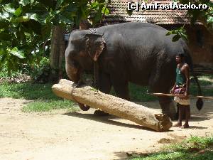 [P35] Elefant domestic. Demonstratie de lucru, cand nu este ocupat sa plimbe turistii.  » foto by nela b
 - 
<span class="allrVoted glyphicon glyphicon-heart hidden" id="av525713"></span>
<a class="m-l-10 hidden" id="sv525713" onclick="voting_Foto_DelVot(,525713,8783)" role="button">șterge vot <span class="glyphicon glyphicon-remove"></span></a>
<a id="v9525713" class=" c-red"  onclick="voting_Foto_SetVot(525713)" role="button"><span class="glyphicon glyphicon-heart-empty"></span> <b>LIKE</b> = Votează poza</a> <img class="hidden"  id="f525713W9" src="/imagini/loader.gif" border="0" /><span class="AjErrMes hidden" id="e525713ErM"></span>