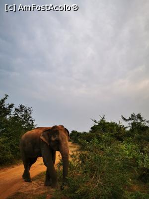 [P04] Primul elefant » foto by cata2106
 - 
<span class="allrVoted glyphicon glyphicon-heart hidden" id="av1288662"></span>
<a class="m-l-10 hidden" id="sv1288662" onclick="voting_Foto_DelVot(,1288662,8783)" role="button">șterge vot <span class="glyphicon glyphicon-remove"></span></a>
<a id="v91288662" class=" c-red"  onclick="voting_Foto_SetVot(1288662)" role="button"><span class="glyphicon glyphicon-heart-empty"></span> <b>LIKE</b> = Votează poza</a> <img class="hidden"  id="f1288662W9" src="/imagini/loader.gif" border="0" /><span class="AjErrMes hidden" id="e1288662ErM"></span>