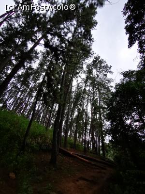 [P32] Pădure de conifere » foto by cata2106
 - 
<span class="allrVoted glyphicon glyphicon-heart hidden" id="av1291044"></span>
<a class="m-l-10 hidden" id="sv1291044" onclick="voting_Foto_DelVot(,1291044,8783)" role="button">șterge vot <span class="glyphicon glyphicon-remove"></span></a>
<a id="v91291044" class=" c-red"  onclick="voting_Foto_SetVot(1291044)" role="button"><span class="glyphicon glyphicon-heart-empty"></span> <b>LIKE</b> = Votează poza</a> <img class="hidden"  id="f1291044W9" src="/imagini/loader.gif" border="0" /><span class="AjErrMes hidden" id="e1291044ErM"></span>