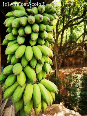[P45] Banane verzi » foto by cata2106
 - 
<span class="allrVoted glyphicon glyphicon-heart hidden" id="av1291057"></span>
<a class="m-l-10 hidden" id="sv1291057" onclick="voting_Foto_DelVot(,1291057,8783)" role="button">șterge vot <span class="glyphicon glyphicon-remove"></span></a>
<a id="v91291057" class=" c-red"  onclick="voting_Foto_SetVot(1291057)" role="button"><span class="glyphicon glyphicon-heart-empty"></span> <b>LIKE</b> = Votează poza</a> <img class="hidden"  id="f1291057W9" src="/imagini/loader.gif" border="0" /><span class="AjErrMes hidden" id="e1291057ErM"></span>