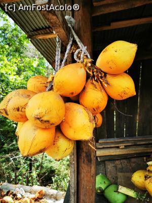 [P46] King Coconut » foto by cata2106
 - 
<span class="allrVoted glyphicon glyphicon-heart hidden" id="av1291058"></span>
<a class="m-l-10 hidden" id="sv1291058" onclick="voting_Foto_DelVot(,1291058,8783)" role="button">șterge vot <span class="glyphicon glyphicon-remove"></span></a>
<a id="v91291058" class=" c-red"  onclick="voting_Foto_SetVot(1291058)" role="button"><span class="glyphicon glyphicon-heart-empty"></span> <b>LIKE</b> = Votează poza</a> <img class="hidden"  id="f1291058W9" src="/imagini/loader.gif" border="0" /><span class="AjErrMes hidden" id="e1291058ErM"></span>