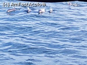 [P08] admirand delfinii » foto by AnaT.
 - 
<span class="allrVoted glyphicon glyphicon-heart hidden" id="av936633"></span>
<a class="m-l-10 hidden" id="sv936633" onclick="voting_Foto_DelVot(,936633,8783)" role="button">șterge vot <span class="glyphicon glyphicon-remove"></span></a>
<a id="v9936633" class=" c-red"  onclick="voting_Foto_SetVot(936633)" role="button"><span class="glyphicon glyphicon-heart-empty"></span> <b>LIKE</b> = Votează poza</a> <img class="hidden"  id="f936633W9" src="/imagini/loader.gif" border="0" /><span class="AjErrMes hidden" id="e936633ErM"></span>