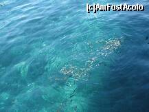 [P10] da, chiar așa arată Marea Egee, pe mine m-a fermecat cu peștii și culorile ei vii » foto by Larissa
 - 
<span class="allrVoted glyphicon glyphicon-heart hidden" id="av201094"></span>
<a class="m-l-10 hidden" id="sv201094" onclick="voting_Foto_DelVot(,201094,8855)" role="button">șterge vot <span class="glyphicon glyphicon-remove"></span></a>
<a id="v9201094" class=" c-red"  onclick="voting_Foto_SetVot(201094)" role="button"><span class="glyphicon glyphicon-heart-empty"></span> <b>LIKE</b> = Votează poza</a> <img class="hidden"  id="f201094W9" src="/imagini/loader.gif" border="0" /><span class="AjErrMes hidden" id="e201094ErM"></span>