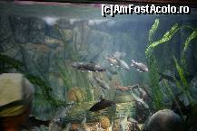 [P05] Specii de pesti la Sea Life » foto by santana*
 - 
<span class="allrVoted glyphicon glyphicon-heart hidden" id="av156709"></span>
<a class="m-l-10 hidden" id="sv156709" onclick="voting_Foto_DelVot(,156709,8903)" role="button">șterge vot <span class="glyphicon glyphicon-remove"></span></a>
<a id="v9156709" class=" c-red"  onclick="voting_Foto_SetVot(156709)" role="button"><span class="glyphicon glyphicon-heart-empty"></span> <b>LIKE</b> = Votează poza</a> <img class="hidden"  id="f156709W9" src="/imagini/loader.gif" border="0" /><span class="AjErrMes hidden" id="e156709ErM"></span>