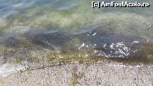 [P31] Intrarea în mare într-o porțiune mai curățică » foto by mauricius*
 - 
<span class="allrVoted glyphicon glyphicon-heart hidden" id="av639340"></span>
<a class="m-l-10 hidden" id="sv639340" onclick="voting_Foto_DelVot(,639340,9009)" role="button">șterge vot <span class="glyphicon glyphicon-remove"></span></a>
<a id="v9639340" class=" c-red"  onclick="voting_Foto_SetVot(639340)" role="button"><span class="glyphicon glyphicon-heart-empty"></span> <b>LIKE</b> = Votează poza</a> <img class="hidden"  id="f639340W9" src="/imagini/loader.gif" border="0" /><span class="AjErrMes hidden" id="e639340ErM"></span>