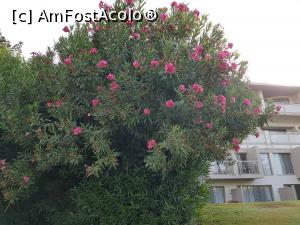 P12 [SEP-2020] Hilton Dalaman Sarigerme - bougainvillea de sub balconul meu