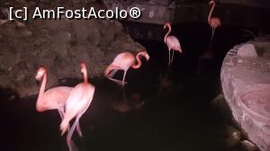 [P22] păsări flamingo, noaptea » foto by robert
 - 
<span class="allrVoted glyphicon glyphicon-heart hidden" id="av946353"></span>
<a class="m-l-10 hidden" id="sv946353" onclick="voting_Foto_DelVot(,946353,9056)" role="button">șterge vot <span class="glyphicon glyphicon-remove"></span></a>
<a id="v9946353" class=" c-red"  onclick="voting_Foto_SetVot(946353)" role="button"><span class="glyphicon glyphicon-heart-empty"></span> <b>LIKE</b> = Votează poza</a> <img class="hidden"  id="f946353W9" src="/imagini/loader.gif" border="0" /><span class="AjErrMes hidden" id="e946353ErM"></span>