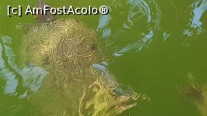 [P31] o broscuță țestoasă » foto by robert
 - 
<span class="allrVoted glyphicon glyphicon-heart hidden" id="av946364"></span>
<a class="m-l-10 hidden" id="sv946364" onclick="voting_Foto_DelVot(,946364,9056)" role="button">șterge vot <span class="glyphicon glyphicon-remove"></span></a>
<a id="v9946364" class=" c-red"  onclick="voting_Foto_SetVot(946364)" role="button"><span class="glyphicon glyphicon-heart-empty"></span> <b>LIKE</b> = Votează poza</a> <img class="hidden"  id="f946364W9" src="/imagini/loader.gif" border="0" /><span class="AjErrMes hidden" id="e946364ErM"></span>