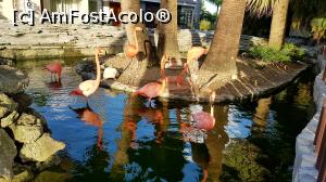 [P34] păsări flamingo » foto by robert
 - 
<span class="allrVoted glyphicon glyphicon-heart hidden" id="av946367"></span>
<a class="m-l-10 hidden" id="sv946367" onclick="voting_Foto_DelVot(,946367,9056)" role="button">șterge vot <span class="glyphicon glyphicon-remove"></span></a>
<a id="v9946367" class=" c-red"  onclick="voting_Foto_SetVot(946367)" role="button"><span class="glyphicon glyphicon-heart-empty"></span> <b>LIKE</b> = Votează poza</a> <img class="hidden"  id="f946367W9" src="/imagini/loader.gif" border="0" /><span class="AjErrMes hidden" id="e946367ErM"></span>