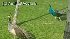 [P38] plină de păuni » foto by robert
 - 
<span class="allrVoted glyphicon glyphicon-heart hidden" id="av946371"></span>
<a class="m-l-10 hidden" id="sv946371" onclick="voting_Foto_DelVot(,946371,9056)" role="button">șterge vot <span class="glyphicon glyphicon-remove"></span></a>
<a id="v9946371" class=" c-red"  onclick="voting_Foto_SetVot(946371)" role="button"><span class="glyphicon glyphicon-heart-empty"></span> <b>LIKE</b> = Votează poza</a> <img class="hidden"  id="f946371W9" src="/imagini/loader.gif" border="0" /><span class="AjErrMes hidden" id="e946371ErM"></span>