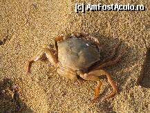 [P17] Lido di Jesolo,am gasit un crab pe plaja » foto by luciaoradea
 - 
<span class="allrVoted glyphicon glyphicon-heart hidden" id="av206969"></span>
<a class="m-l-10 hidden" id="sv206969" onclick="voting_Foto_DelVot(,206969,9070)" role="button">șterge vot <span class="glyphicon glyphicon-remove"></span></a>
<a id="v9206969" class=" c-red"  onclick="voting_Foto_SetVot(206969)" role="button"><span class="glyphicon glyphicon-heart-empty"></span> <b>LIKE</b> = Votează poza</a> <img class="hidden"  id="f206969W9" src="/imagini/loader.gif" border="0" /><span class="AjErrMes hidden" id="e206969ErM"></span>