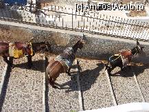 [P25] Treptele (500 la numar) ce duc catre portul din Fira - pot fi coborate contracost cu magarul » foto by iri_oq
 - 
<span class="allrVoted glyphicon glyphicon-heart hidden" id="av220907"></span>
<a class="m-l-10 hidden" id="sv220907" onclick="voting_Foto_DelVot(,220907,9344)" role="button">șterge vot <span class="glyphicon glyphicon-remove"></span></a>
<a id="v9220907" class=" c-red"  onclick="voting_Foto_SetVot(220907)" role="button"><span class="glyphicon glyphicon-heart-empty"></span> <b>LIKE</b> = Votează poza</a> <img class="hidden"  id="f220907W9" src="/imagini/loader.gif" border="0" /><span class="AjErrMes hidden" id="e220907ErM"></span>