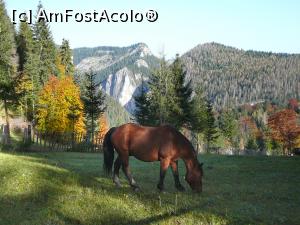 [P07] Prietenul meu - căluţul 'cerşetor' » foto by Claudiu U.
 - 
<span class="allrVoted glyphicon glyphicon-heart hidden" id="av733508"></span>
<a class="m-l-10 hidden" id="sv733508" onclick="voting_Foto_DelVot(,733508,9349)" role="button">șterge vot <span class="glyphicon glyphicon-remove"></span></a>
<a id="v9733508" class=" c-red"  onclick="voting_Foto_SetVot(733508)" role="button"><span class="glyphicon glyphicon-heart-empty"></span> <b>LIKE</b> = Votează poza</a> <img class="hidden"  id="f733508W9" src="/imagini/loader.gif" border="0" /><span class="AjErrMes hidden" id="e733508ErM"></span>