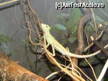 [P07] tropicarium, chiar in statiune, reptile serpi, tarantule, predators!Copiii in extaz! » foto by alinamitru
 - 
<span class="allrVoted glyphicon glyphicon-heart hidden" id="av223970"></span>
<a class="m-l-10 hidden" id="sv223970" onclick="voting_Foto_DelVot(,223970,9388)" role="button">șterge vot <span class="glyphicon glyphicon-remove"></span></a>
<a id="v9223970" class=" c-red"  onclick="voting_Foto_SetVot(223970)" role="button"><span class="glyphicon glyphicon-heart-empty"></span> <b>LIKE</b> = Votează poza</a> <img class="hidden"  id="f223970W9" src="/imagini/loader.gif" border="0" /><span class="AjErrMes hidden" id="e223970ErM"></span>