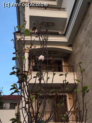 [P03] Magnolie inflorita. In fundal corpul B » foto by RossoNerro
 - 
<span class="allrVoted glyphicon glyphicon-heart hidden" id="av905686"></span>
<a class="m-l-10 hidden" id="sv905686" onclick="voting_Foto_DelVot(,905686,9443)" role="button">șterge vot <span class="glyphicon glyphicon-remove"></span></a>
<a id="v9905686" class=" c-red"  onclick="voting_Foto_SetVot(905686)" role="button"><span class="glyphicon glyphicon-heart-empty"></span> <b>LIKE</b> = Votează poza</a> <img class="hidden"  id="f905686W9" src="/imagini/loader.gif" border="0" /><span class="AjErrMes hidden" id="e905686ErM"></span>