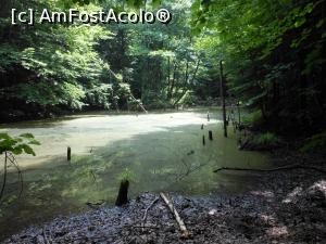 [P16] Lacul Cuejdel - Lângă lac, unul dintre micile lacuri formate tot în urma alunecărilor de teren. » foto by iulianic
 - 
<span class="allrVoted glyphicon glyphicon-heart hidden" id="av1182302"></span>
<a class="m-l-10 hidden" id="sv1182302" onclick="voting_Foto_DelVot(,1182302,9631)" role="button">șterge vot <span class="glyphicon glyphicon-remove"></span></a>
<a id="v91182302" class=" c-red"  onclick="voting_Foto_SetVot(1182302)" role="button"><span class="glyphicon glyphicon-heart-empty"></span> <b>LIKE</b> = Votează poza</a> <img class="hidden"  id="f1182302W9" src="/imagini/loader.gif" border="0" /><span class="AjErrMes hidden" id="e1182302ErM"></span>