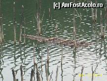 [P08] copacii ce ies din lacul cuejdel » foto by cristina1973
 - 
<span class="allrVoted glyphicon glyphicon-heart hidden" id="av292405"></span>
<a class="m-l-10 hidden" id="sv292405" onclick="voting_Foto_DelVot(,292405,9631)" role="button">șterge vot <span class="glyphicon glyphicon-remove"></span></a>
<a id="v9292405" class=" c-red"  onclick="voting_Foto_SetVot(292405)" role="button"><span class="glyphicon glyphicon-heart-empty"></span> <b>LIKE</b> = Votează poza</a> <img class="hidden"  id="f292405W9" src="/imagini/loader.gif" border="0" /><span class="AjErrMes hidden" id="e292405ErM"></span>