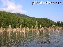 [P09] Lacul Cuiejdel - Aici cîndva creștea pădure... De înotat se înoată la capătul de nord, se pare că lumea nu se prea teme că va rămîne agățată de vreo creangă. » foto by Qvadratvus
 - 
<span class="allrVoted glyphicon glyphicon-heart hidden" id="av238190"></span>
<a class="m-l-10 hidden" id="sv238190" onclick="voting_Foto_DelVot(,238190,9631)" role="button">șterge vot <span class="glyphicon glyphicon-remove"></span></a>
<a id="v9238190" class=" c-red"  onclick="voting_Foto_SetVot(238190)" role="button"><span class="glyphicon glyphicon-heart-empty"></span> <b>LIKE</b> = Votează poza</a> <img class="hidden"  id="f238190W9" src="/imagini/loader.gif" border="0" /><span class="AjErrMes hidden" id="e238190ErM"></span>