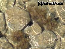 [P16] Arici de mare foarte gustosi, dar pe care ar fi indicat sa nu calci descult, daca nu doresti sa stai cu piciorul in aer vreo doua saptamani. » foto by moni_aia_mica
 - 
<span class="allrVoted glyphicon glyphicon-heart hidden" id="av257674"></span>
<a class="m-l-10 hidden" id="sv257674" onclick="voting_Foto_DelVot(,257674,9636)" role="button">șterge vot <span class="glyphicon glyphicon-remove"></span></a>
<a id="v9257674" class=" c-red"  onclick="voting_Foto_SetVot(257674)" role="button"><span class="glyphicon glyphicon-heart-empty"></span> <b>LIKE</b> = Votează poza</a> <img class="hidden"  id="f257674W9" src="/imagini/loader.gif" border="0" /><span class="AjErrMes hidden" id="e257674ErM"></span>