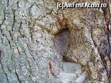 [P10] Iconita sculptata in lemn, 'plantata' in scoarta unui stejar secular » foto by mario 110
 - 
<span class="allrVoted glyphicon glyphicon-heart hidden" id="av47298"></span>
<a class="m-l-10 hidden" id="sv47298" onclick="voting_Foto_DelVot(,47298,9645)" role="button">șterge vot <span class="glyphicon glyphicon-remove"></span></a>
<a id="v947298" class=" c-red"  onclick="voting_Foto_SetVot(47298)" role="button"><span class="glyphicon glyphicon-heart-empty"></span> <b>LIKE</b> = Votează poza</a> <img class="hidden"  id="f47298W9" src="/imagini/loader.gif" border="0" /><span class="AjErrMes hidden" id="e47298ErM"></span>