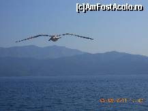 [P04]  -- <small>// FĂRĂ DESCRIERE</small> » foto by alisaL*
 - 
<span class="allrVoted glyphicon glyphicon-heart hidden" id="av245303"></span>
<a class="m-l-10 hidden" id="sv245303" onclick="voting_Foto_DelVot(,245303,9890)" role="button">șterge vot <span class="glyphicon glyphicon-remove"></span></a>
<a id="v9245303" class=" c-red"  onclick="voting_Foto_SetVot(245303)" role="button"><span class="glyphicon glyphicon-heart-empty"></span> <b>LIKE</b> = Votează poza</a> <img class="hidden"  id="f245303W9" src="/imagini/loader.gif" border="0" /><span class="AjErrMes hidden" id="e245303ErM"></span>