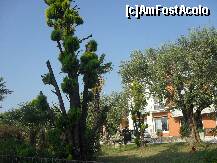 [P01] Gradina din fata hotelului » foto by georgiana
 - 
<span class="allrVoted glyphicon glyphicon-heart hidden" id="av248771"></span>
<a class="m-l-10 hidden" id="sv248771" onclick="voting_Foto_DelVot(,248771,10014)" role="button">șterge vot <span class="glyphicon glyphicon-remove"></span></a>
<a id="v9248771" class=" c-red"  onclick="voting_Foto_SetVot(248771)" role="button"><span class="glyphicon glyphicon-heart-empty"></span> <b>LIKE</b> = Votează poza</a> <img class="hidden"  id="f248771W9" src="/imagini/loader.gif" border="0" /><span class="AjErrMes hidden" id="e248771ErM"></span>