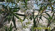 [P06] leandri, la Kalogria Beach » foto by adryana
 - 
<span class="allrVoted glyphicon glyphicon-heart hidden" id="av101322"></span>
<a class="m-l-10 hidden" id="sv101322" onclick="voting_Foto_DelVot(,101322,10079)" role="button">șterge vot <span class="glyphicon glyphicon-remove"></span></a>
<a id="v9101322" class=" c-red"  onclick="voting_Foto_SetVot(101322)" role="button"><span class="glyphicon glyphicon-heart-empty"></span> <b>LIKE</b> = Votează poza</a> <img class="hidden"  id="f101322W9" src="/imagini/loader.gif" border="0" /><span class="AjErrMes hidden" id="e101322ErM"></span>