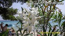 [P07] Kalogria Beach » foto by adryana
 - 
<span class="allrVoted glyphicon glyphicon-heart hidden" id="av101323"></span>
<a class="m-l-10 hidden" id="sv101323" onclick="voting_Foto_DelVot(,101323,10079)" role="button">șterge vot <span class="glyphicon glyphicon-remove"></span></a>
<a id="v9101323" class=" c-red"  onclick="voting_Foto_SetVot(101323)" role="button"><span class="glyphicon glyphicon-heart-empty"></span> <b>LIKE</b> = Votează poza</a> <img class="hidden"  id="f101323W9" src="/imagini/loader.gif" border="0" /><span class="AjErrMes hidden" id="e101323ErM"></span>