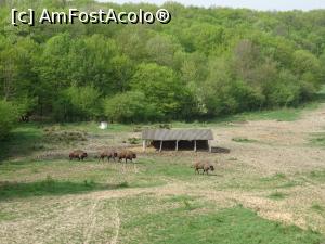 [P10] Din pădure mai apar câțiva zimbri.  » foto by tata123 🔱
 - 
<span class="allrVoted glyphicon glyphicon-heart hidden" id="av958842"></span>
<a class="m-l-10 hidden" id="sv958842" onclick="voting_Foto_DelVot(,958842,10135)" role="button">șterge vot <span class="glyphicon glyphicon-remove"></span></a>
<a id="v9958842" class=" c-red"  onclick="voting_Foto_SetVot(958842)" role="button"><span class="glyphicon glyphicon-heart-empty"></span> <b>LIKE</b> = Votează poza</a> <img class="hidden"  id="f958842W9" src="/imagini/loader.gif" border="0" /><span class="AjErrMes hidden" id="e958842ErM"></span>
