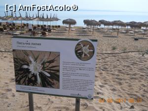 [P09] 2017-iunie, intrarea pe plaja » foto by Corin7
 - 
<span class="allrVoted glyphicon glyphicon-heart hidden" id="av927247"></span>
<a class="m-l-10 hidden" id="sv927247" onclick="voting_Foto_DelVot(,927247,10181)" role="button">șterge vot <span class="glyphicon glyphicon-remove"></span></a>
<a id="v9927247" class=" c-red"  onclick="voting_Foto_SetVot(927247)" role="button"><span class="glyphicon glyphicon-heart-empty"></span> <b>LIKE</b> = Votează poza</a> <img class="hidden"  id="f927247W9" src="/imagini/loader.gif" border="0" /><span class="AjErrMes hidden" id="e927247ErM"></span>