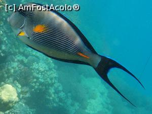 [P18] Sohal surgeonfish » foto by basaku
 - 
<span class="allrVoted glyphicon glyphicon-heart hidden" id="av1035008"></span>
<a class="m-l-10 hidden" id="sv1035008" onclick="voting_Foto_DelVot(,1035008,10183)" role="button">șterge vot <span class="glyphicon glyphicon-remove"></span></a>
<a id="v91035008" class=" c-red"  onclick="voting_Foto_SetVot(1035008)" role="button"><span class="glyphicon glyphicon-heart-empty"></span> <b>LIKE</b> = Votează poza</a> <img class="hidden"  id="f1035008W9" src="/imagini/loader.gif" border="0" /><span class="AjErrMes hidden" id="e1035008ErM"></span>