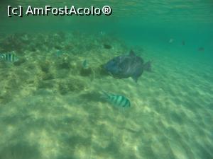 [P43] la snorkeling cu pestele arc » foto by elenaadina
 - 
<span class="allrVoted glyphicon glyphicon-heart hidden" id="av1279313"></span>
<a class="m-l-10 hidden" id="sv1279313" onclick="voting_Foto_DelVot(,1279313,10186)" role="button">șterge vot <span class="glyphicon glyphicon-remove"></span></a>
<a id="v91279313" class=" c-red"  onclick="voting_Foto_SetVot(1279313)" role="button"><span class="glyphicon glyphicon-heart-empty"></span> <b>LIKE</b> = Votează poza</a> <img class="hidden"  id="f1279313W9" src="/imagini/loader.gif" border="0" /><span class="AjErrMes hidden" id="e1279313ErM"></span>