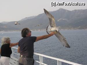 [P05] Pe Feribot, o imagine specatculoasa cu un pescarus.  » foto by CrisG
 - 
<span class="allrVoted glyphicon glyphicon-heart hidden" id="av350873"></span>
<a class="m-l-10 hidden" id="sv350873" onclick="voting_Foto_DelVot(,350873,10256)" role="button">șterge vot <span class="glyphicon glyphicon-remove"></span></a>
<a id="v9350873" class=" c-red"  onclick="voting_Foto_SetVot(350873)" role="button"><span class="glyphicon glyphicon-heart-empty"></span> <b>LIKE</b> = Votează poza</a> <img class="hidden"  id="f350873W9" src="/imagini/loader.gif" border="0" /><span class="AjErrMes hidden" id="e350873ErM"></span>