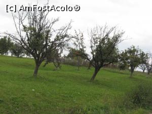 [P04] Peste tot pomi fructiferi.  » foto by vulpe mihaela
 - 
<span class="allrVoted glyphicon glyphicon-heart hidden" id="av959172"></span>
<a class="m-l-10 hidden" id="sv959172" onclick="voting_Foto_DelVot(,959172,10358)" role="button">șterge vot <span class="glyphicon glyphicon-remove"></span></a>
<a id="v9959172" class=" c-red"  onclick="voting_Foto_SetVot(959172)" role="button"><span class="glyphicon glyphicon-heart-empty"></span> <b>LIKE</b> = Votează poza</a> <img class="hidden"  id="f959172W9" src="/imagini/loader.gif" border="0" /><span class="AjErrMes hidden" id="e959172ErM"></span>
