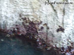 [P25] rosii de mare... tremurate ca se misca barca » foto by buterfly*
 - 
<span class="allrVoted glyphicon glyphicon-heart hidden" id="av516691"></span>
<a class="m-l-10 hidden" id="sv516691" onclick="voting_Foto_DelVot(,516691,10521)" role="button">șterge vot <span class="glyphicon glyphicon-remove"></span></a>
<a id="v9516691" class=" c-red"  onclick="voting_Foto_SetVot(516691)" role="button"><span class="glyphicon glyphicon-heart-empty"></span> <b>LIKE</b> = Votează poza</a> <img class="hidden"  id="f516691W9" src="/imagini/loader.gif" border="0" /><span class="AjErrMes hidden" id="e516691ErM"></span>
