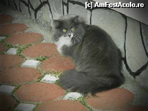 [P12] unul dintre pisoii familiei » foto by A.E.N
 - 
<span class="allrVoted glyphicon glyphicon-heart hidden" id="av495943"></span>
<a class="m-l-10 hidden" id="sv495943" onclick="voting_Foto_DelVot(,495943,10544)" role="button">șterge vot <span class="glyphicon glyphicon-remove"></span></a>
<a id="v9495943" class=" c-red"  onclick="voting_Foto_SetVot(495943)" role="button"><span class="glyphicon glyphicon-heart-empty"></span> <b>LIKE</b> = Votează poza</a> <img class="hidden"  id="f495943W9" src="/imagini/loader.gif" border="0" /><span class="AjErrMes hidden" id="e495943ErM"></span>
